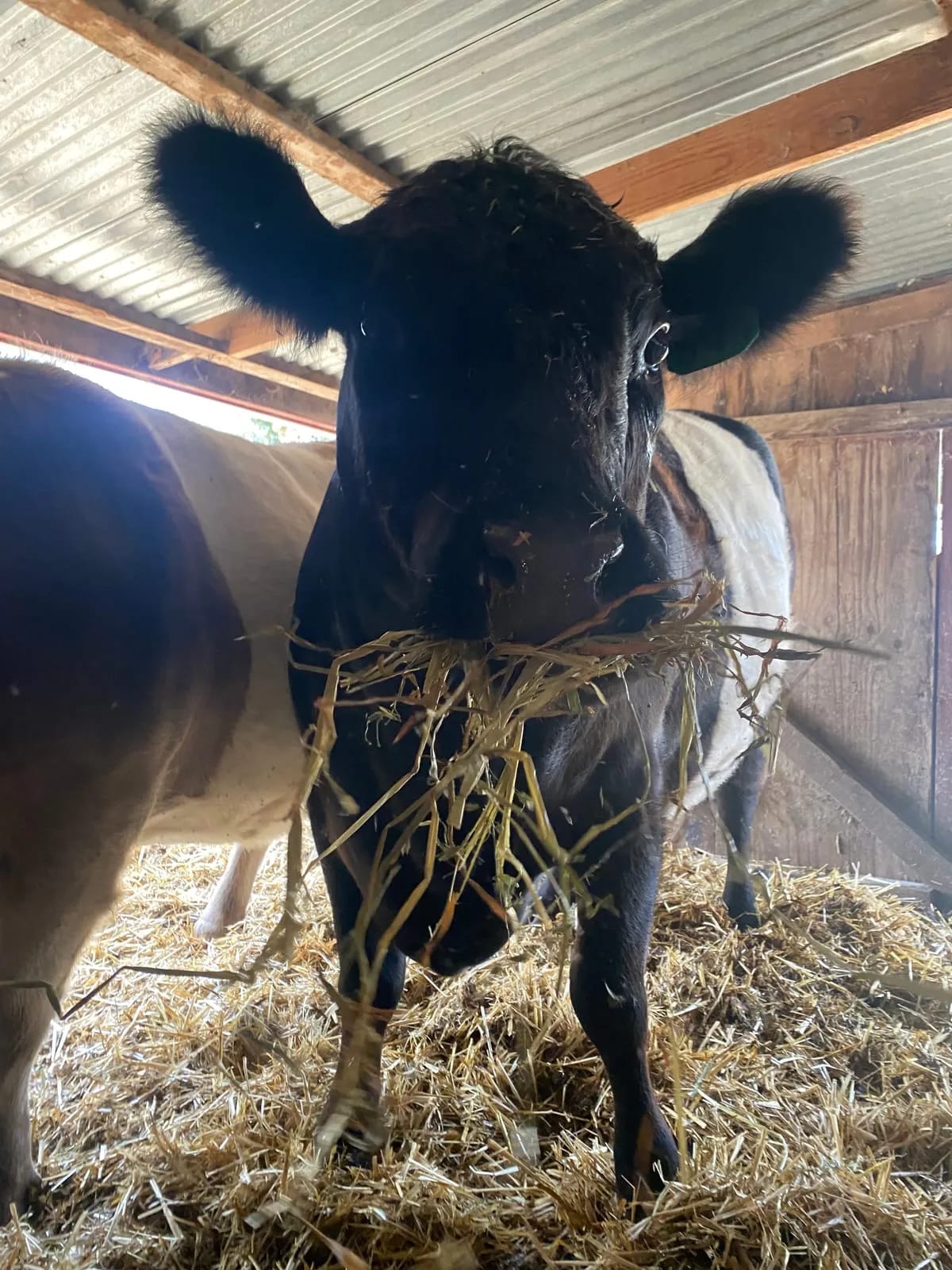 Belted cow eating hay