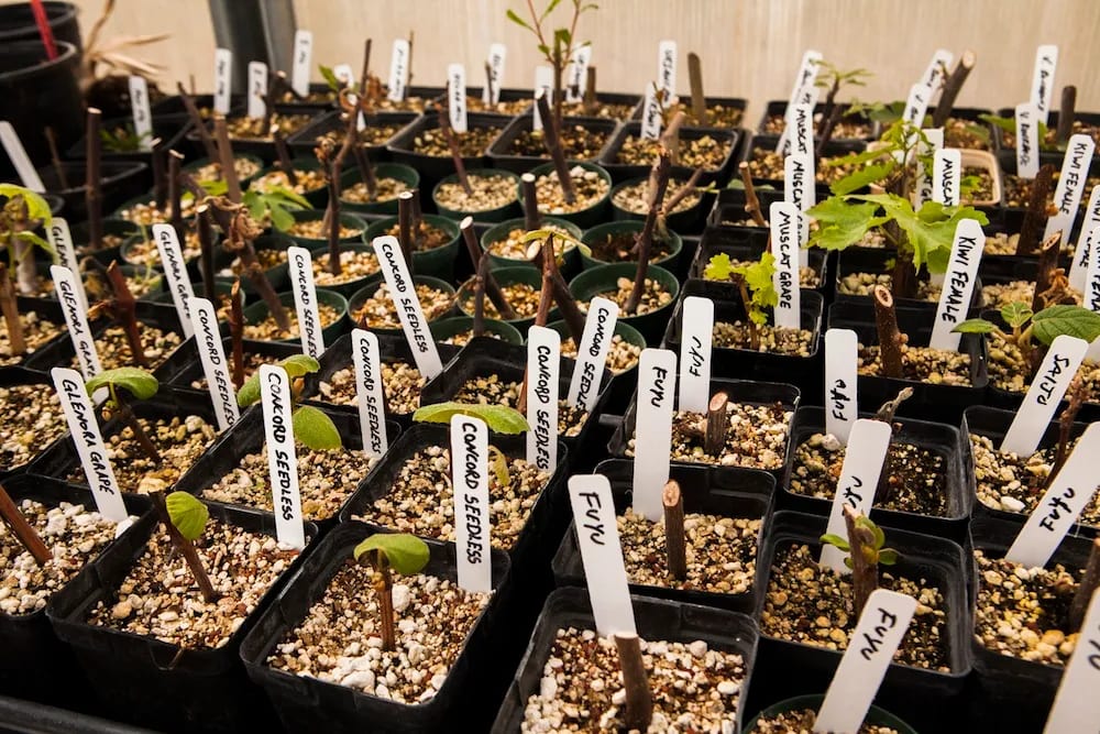 garden-based learning